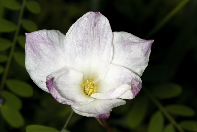 Rain lily